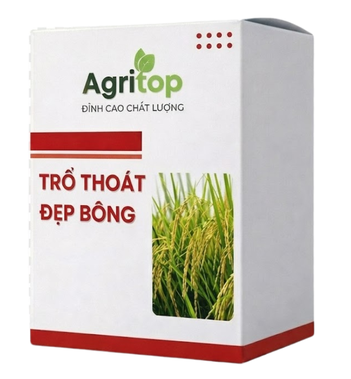 Giúp nâng cao năng suất lúa theo hướng bền vững.