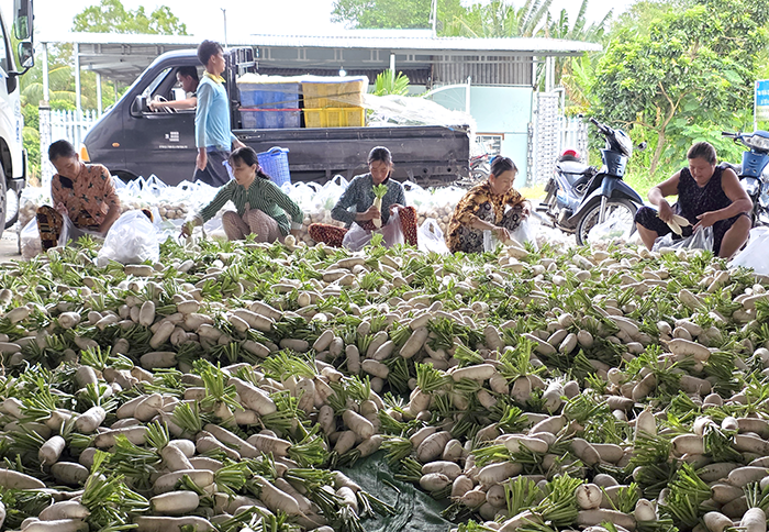 Hỗ trợ nông dân phát triển sản xuất rau màu 